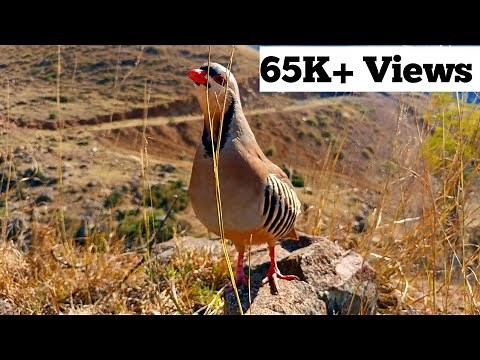 Pakistan national bird chukar ki awaz||Chukar sounds||Chakor ki awaz Chukar voice#MuhammadAli999