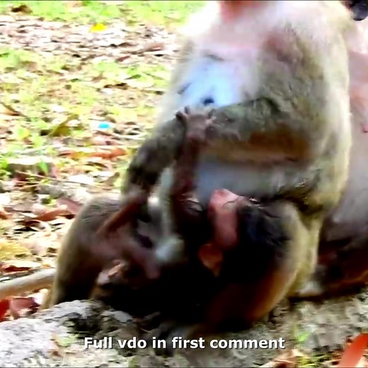 Oh God! Very Bad Te.mp.er Monkey H.i.t Baby So Hard | Why Monkey Mom Do That Really Merciful Poor Tiny Baby 🥲 Check full Story in first comment | BBC Monkey
