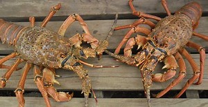 SUSTAINABLE FISHING PLAN FOR CARIBBEAN SPINY LOBSTERS