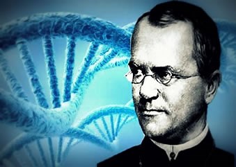 Lei de Mendel. Gregor Mendel, o pai da genética - Brasil Escola