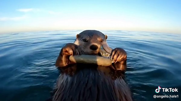 Satisfying ASMR Sounds of Nature and Otters
