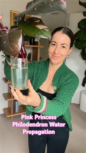 🌿🌸Potting up Pink Princess Philodendron Propagation Cuttings | How to Water Propagate Philodendron