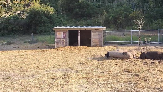 1.3K views · 85 reactions | The pig pasture is always peaceful right...