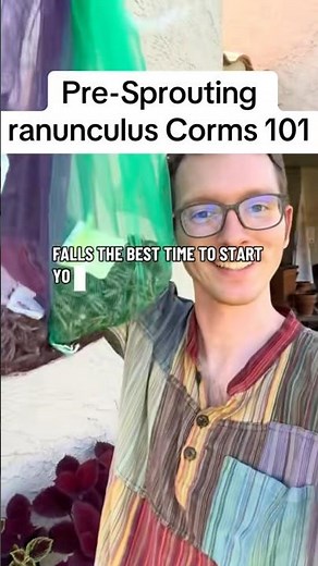 How to plant your ranunculus corms