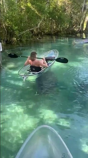 This clear kayak tour at Crystal River feels like a dream 🥹💭