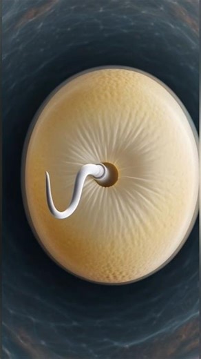 Fertilization Process | How Sperm Enters the Egg