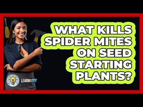 What Kills Spider Mites On Seed Starting Plants? - LearnToDIY360.com