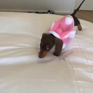 40K views · 3.3K reactions | Who loves to snuggle?  Credit: @sausagedogdash | Sausage Dog Central | Facebook