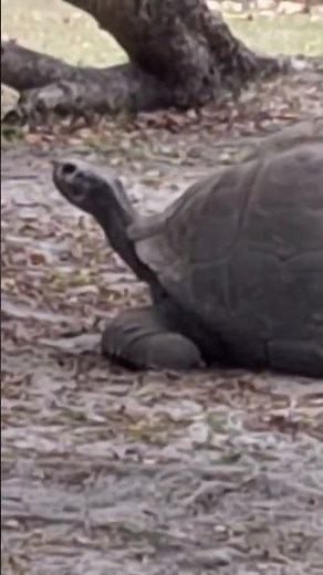 Galapagos tortoise, Miami Zoo, Florida, United States of America #educational
