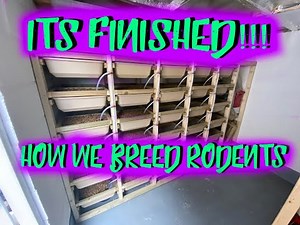 SNACK SHACK COMPLETE! How we breed our Rats and other rodents