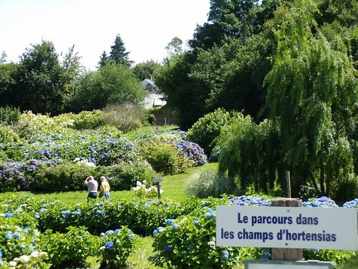 Taupont. Les Hortensias du Haut-Bois, un site unique en Europe à visiter