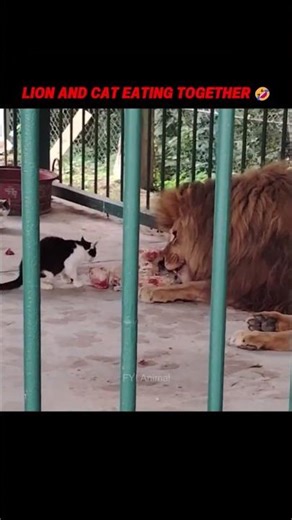 Other Animals Disturb Lion… But This Cat Eats Together #trending #animals #wildlife #youtubeshorts