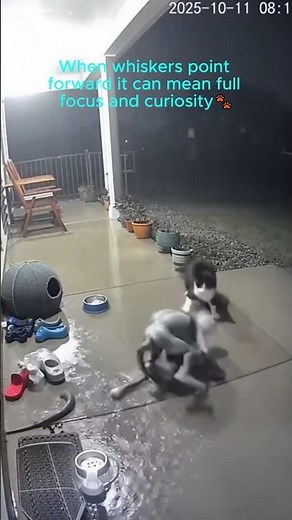 💥A Soaked Cat Fights A Shadowed Monster On The Porch🐾Paws Realm #shorts