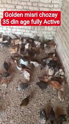 500 Golden misri chozay Fully active , age 35 din, Multan poultry Farm