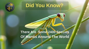Facts About Mantis: There are some 2400 species of Mantis 💪 #Farmchainfinance #farmwild #fyppageジ #foryoupage #RodentPrevention #fyp #fy #rodent #insect #wild | Farmchain Finance