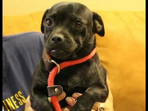 This Cute Little Pug/Dachshund Mix Needs a New Family