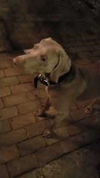 Holder the Weimaraner Being Bossy 9/23/18