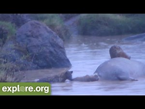 Hyena Pack Scavenges A Dead Hippo (Graphic)
