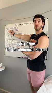 Let’s Draw the Lumbosacral Plexus✍️ #ptstudent #physicaltherapy #dpt #neuroanatomy #education