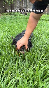 Dizem por aí que a mordida de um Rottweiler é poderosa… e não é mentira. Ela foi feita para dar segurança, estabilidade e confiança. Desde os tempos antigos, esses cães eram usados para proteger rebanhos, puxar cargas e manter tudo sob controle. A força da mordida deles não é sobre agressividade — é sobre capacidade. Aqui em casa, quando olho pros “dentinhos” dos meus Rottweilers, eu penso: “Meu amigo… esses dentinhos aí não são pra mim não!” E vocês já sabem pra quem é, né? É pro perigo que ten
