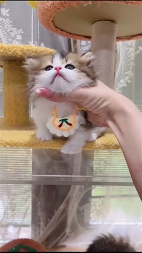 Cuddly Kittens Playtime Fun! #Shorts