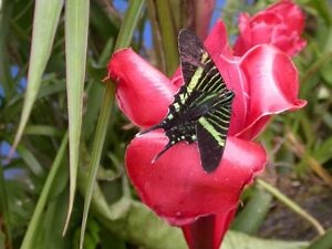 Costa Rica Nature | National Flower and Tree