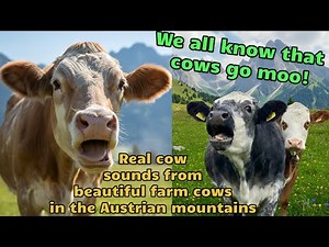 Best cow mooing! Happy cows in the beautiful Austrian mountains with all the gorgeous cattle sounds