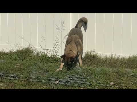 Newly adopted Chaka, was Piper… she needed a new start.