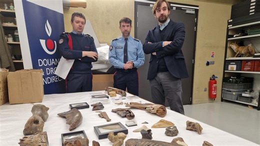 Amiens : saisis par les douanes, 46 fossiles préhistoriques sont récupérés par le musée de Picardie