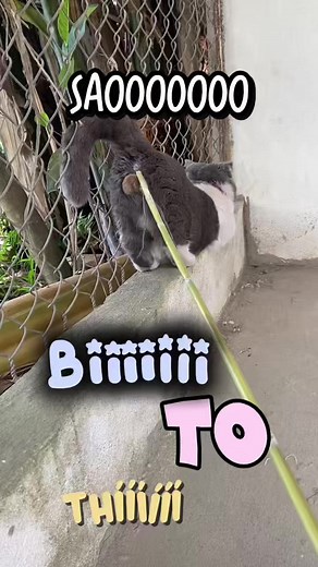 Sao bi to thíiiiiiiii, #meme #funnyvideos #meo #xh #tiktok
