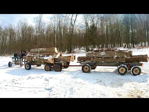 Can TWO HORSES Pull This???? // Hauling Logs with Draft Horses