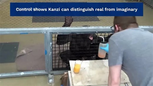 New research shows apes can imagine and play pretend like humans