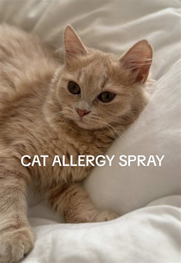 Cat Allergy Relief: Experience Results in Just Two Weeks