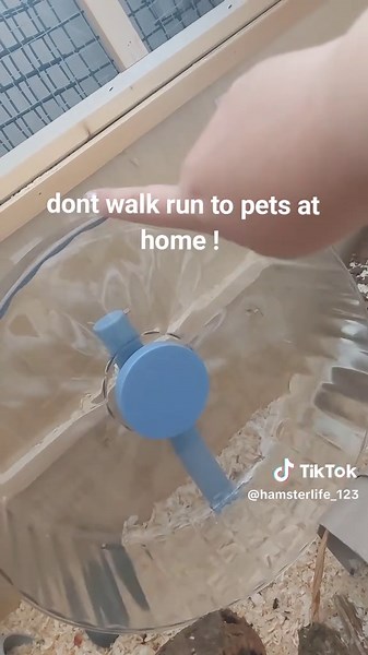 30cm wheel from pets at home!!! honey loves it!!! #hoeny #hamsterlife #smallbusiness #pets at home