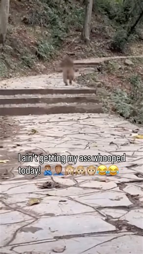 Rod | I ain’t getting my azz whooped today! They tryna catch me Monekying 🐒 around! 🤷🏽‍♂️🙅🏽‍♂️ Not today! That’s between Cuz and them people! I... | Instagram