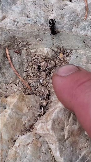 Finding Gold With the Minelab Gold Monster 1000! #goldrush #golddetecting #goldprospecting