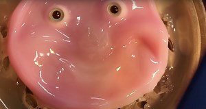 This Creepy Smiling Robot Face Was Made From Live Human Cells — GeekTyrant