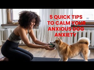 5 Quick Tips To Calm Your Anxious Dog Anxiety