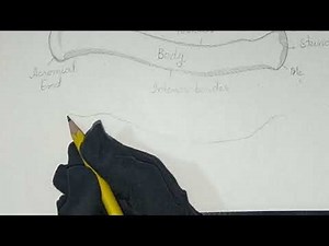How to Draw Clavicle Bone || Human Anatomy Diagram || Easy Biology Diagram Drawing | part-2 |