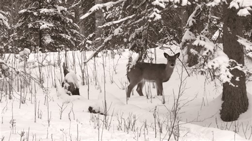 Are wolves to blame for the deer decline?