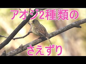 アオジ2種類の鳴き声、さえずりとぐぜり 4K