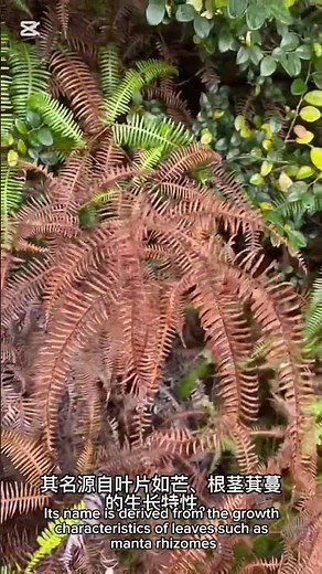 #芒萁（Dicranopteris pedata），别名狼萁，英文名Forked Fern，里白科芒萁属。其名源自叶片如芒、根茎萁蔓。全草可入药，具清热利尿、化瘀止血之效。 #中草药 #植物科普