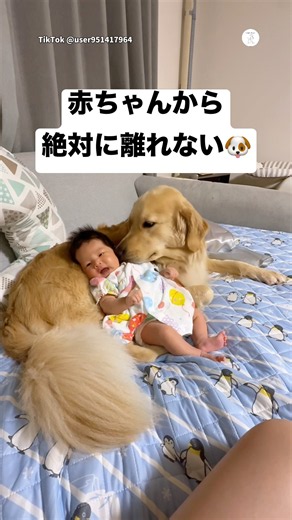赤ちゃんから絶対に離れないゴールデンレトリバー #ゴールデンレトリバー #大型犬 #犬 #赤ちゃん #犬のいる暮らし