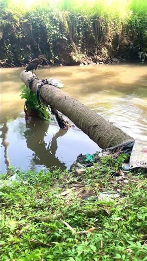 a young man disguised himself with leaves to get a unique bird🫵#tranding #viral #videoyoutub