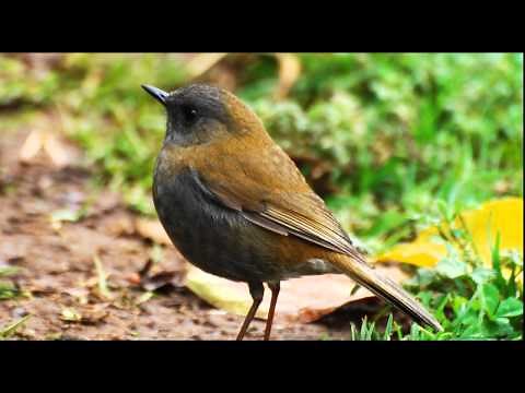 Birdsong, Nightingales Song, Nature Sounds