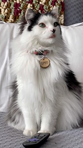 375K views · 10K reactions | When you’ve clearly been around your cats too long.  | The Oreo Cat | Facebook