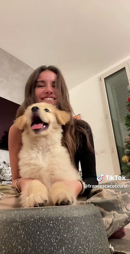 Adorable Puppy Playtime in a Festive Setting