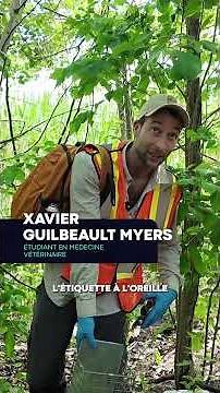 Capturer des ratons laveurs pour freiner la rage