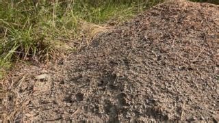 It's not just a pile of dirt, it's a mound! 🐜 The Allegheny mound ant (Formica exsectoides) is a species of ant native to the area. Its native range extends from Nova Scotia to parts of Georgia. Allegheny mound ants construct large earthen mounds, which can reach heights of over three feet. These mounds consist of soil, plant material, and the ants’ secretions, serving as both the colony’s fortress and its hub of activity. These ants function as carnivorous predators, actively hunting for insec