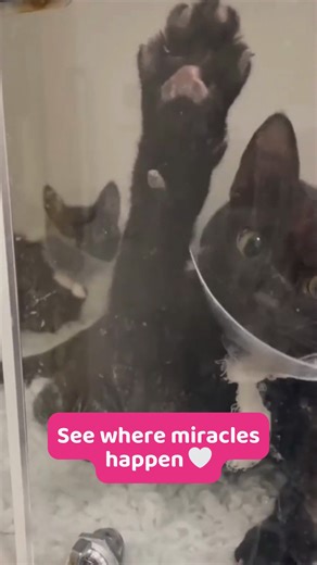 Take a look behind the scenes at a Pet Hospital, where lives are saved every day 🐾 Thanks to your gifts, our vets and nurses can provide life-saving treatments for much-loved pets. Please help make more miracles happen with a gift this Christmas - link in the comment section below. [Visual Description: A short video of a guided tour from Rachel, Veterinary Nurse Team Leader explaining each area of Manchester Pet Hospital.] #Christmas #Pet #Charity | PDSA